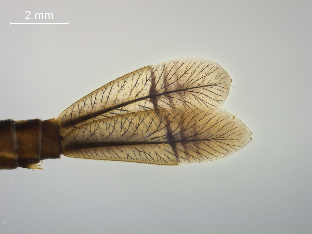 Enallagma cyathigerum